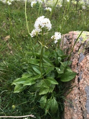 Valeriana alpestris