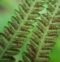 Strophocaulon unitum