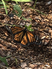 Danaus plexippus