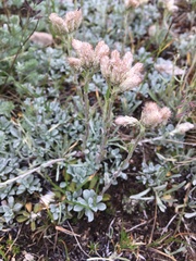 Antennaria caucasica