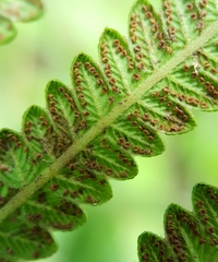 Strophocaulon unitum