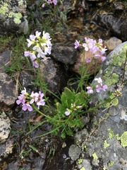 Cardamine uliginosa