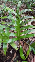 Microsorum scolopendria