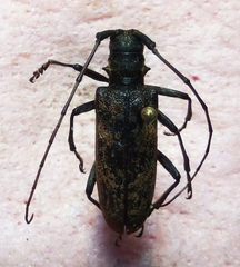 Monochamus maculosus