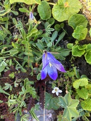 Campanula tridentata