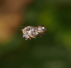 Micrathena picta
