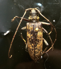 Monochamus maculosus
