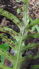 Microsorum scolopendria