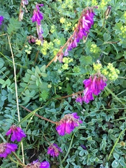 Hedysarum caucasicum