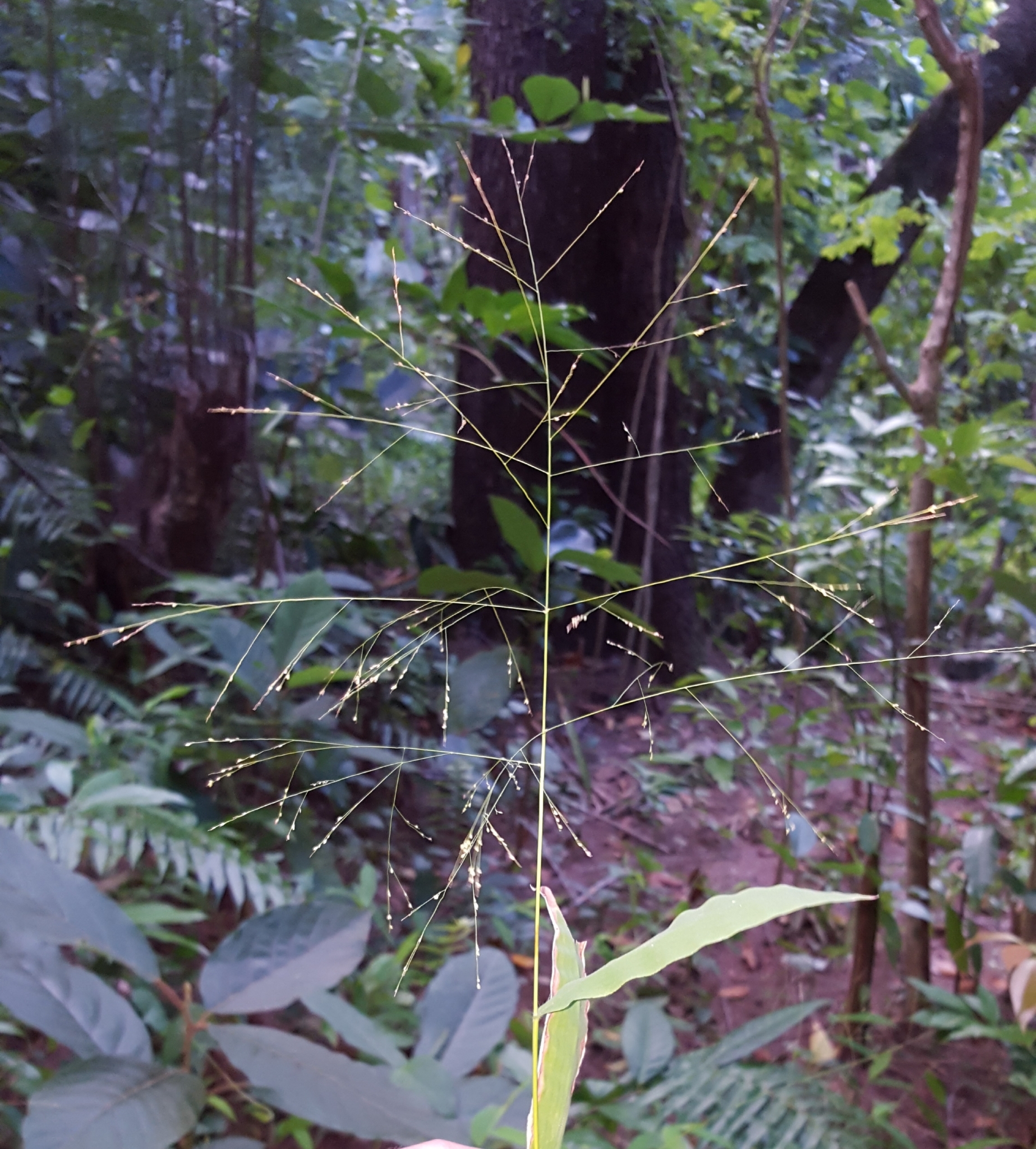 (c) François Rousseu, certains droits réservés (CC BY-NC) https://www.inaturalist.org/observations/89525465