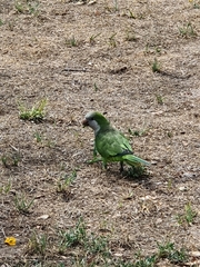 Myiopsitta monachus