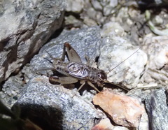 Miogryllus