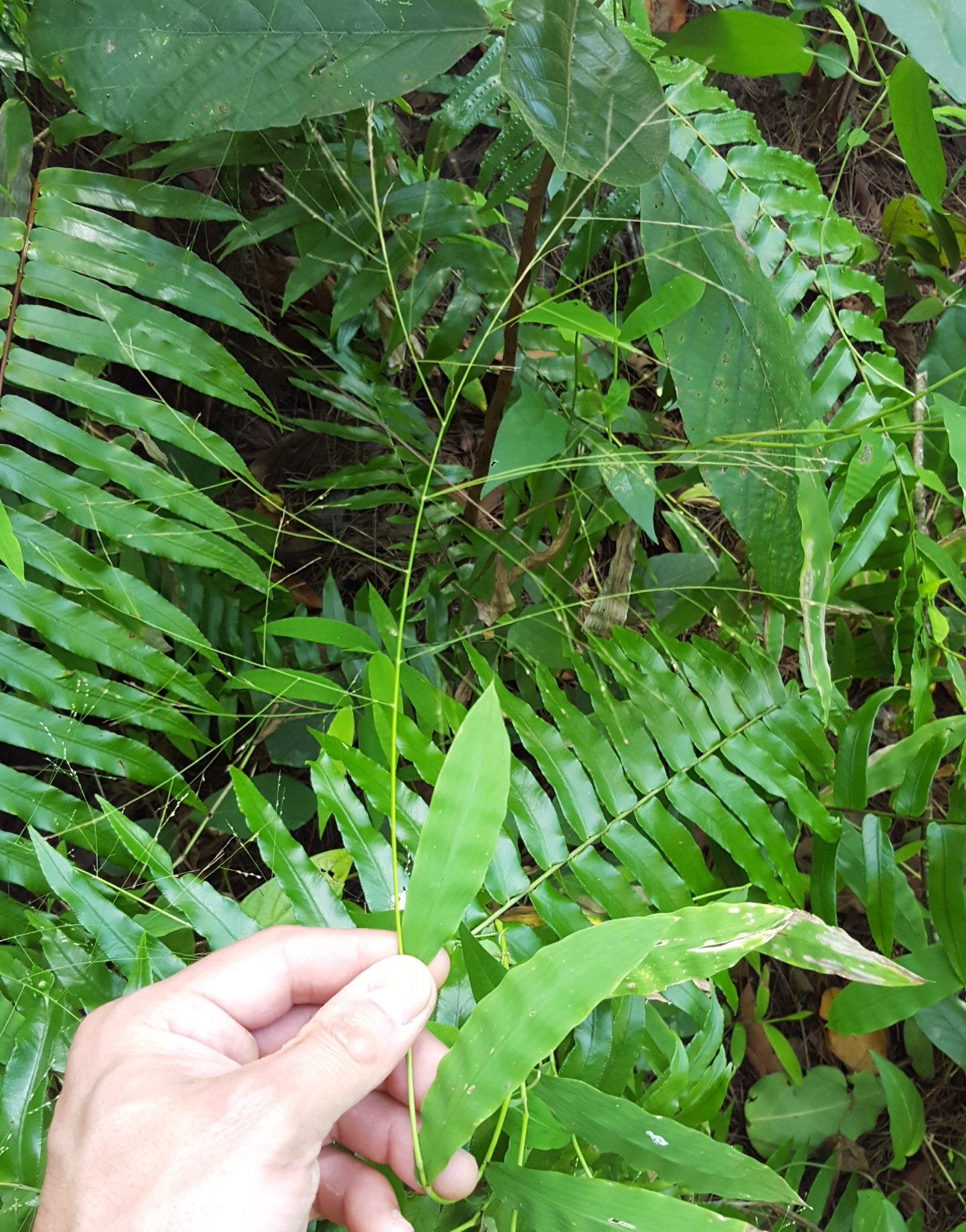 (c) François Rousseu, certains droits réservés (CC BY-NC) https://www.inaturalist.org/observations/89525465