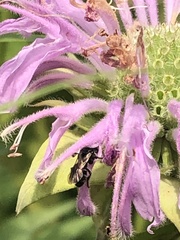 Dufourea monardae