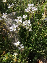 Gypsophila tenuifolia
