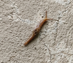 Girasia crocea