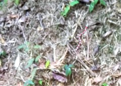 Lampropeltis micropholis