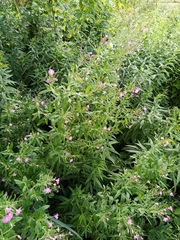 Epilobium hirsutum