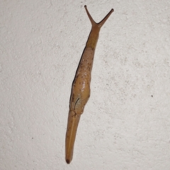 Girasia crocea