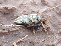 Achardella denticollis