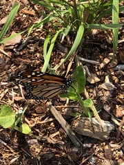 Danaus plexippus