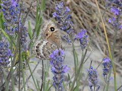 Satyrus actaea