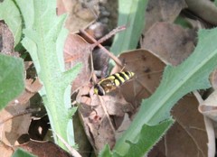 Metasyrphus