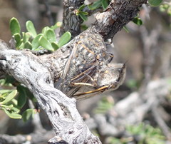 Alarcta quadrimacula