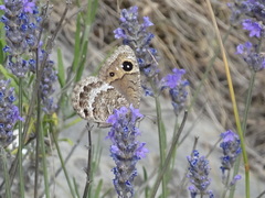 Satyrus actaea