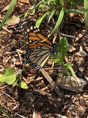 Danaus plexippus