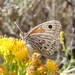 Mariposa Plateada - Photo (c) Jeff Cole, algunos derechos reservados (CC BY-NC), uploaded by Jeff Cole