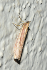 Oncocera semirubella
