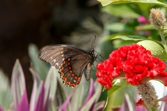 Papilio menatius morelius
