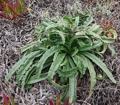 Anchusa calcarea calcarea