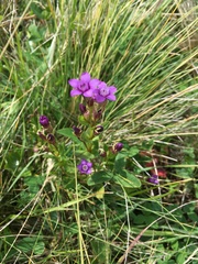 Gentianella caucasea