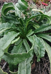 Anchusa calcarea calcarea