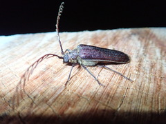 Microplophorus magellanicus