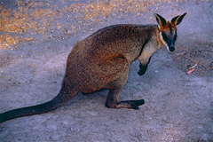 Swamp Wallaby photo 6