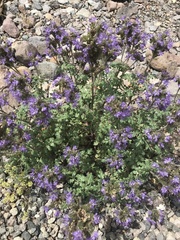 Phacelia bakeri