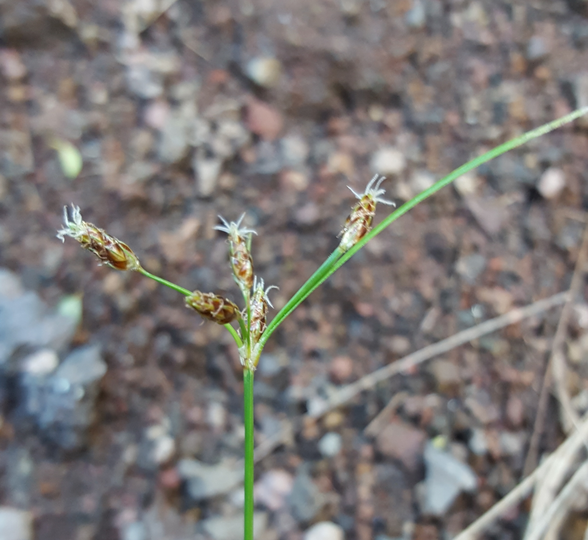 (c) François Rousseu, certains droits réservés (CC BY-NC) https://www.inaturalist.org/observations/89526094