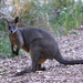 Swamp Wallaby - Photo (c) David Cook, some rights reserved (CC BY-NC)