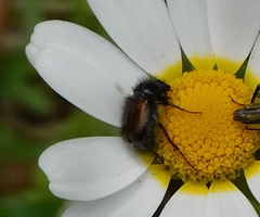 Chasmatopterus