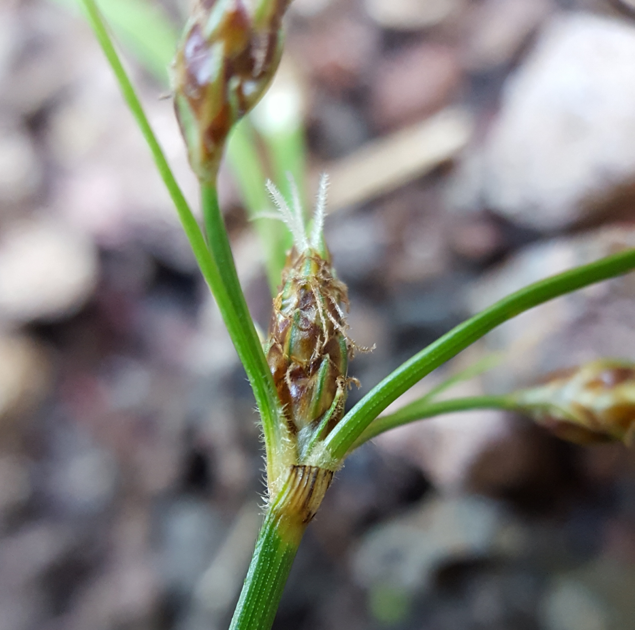 (c) François Rousseu, certains droits réservés (CC BY-NC) https://www.inaturalist.org/observations/89526094