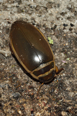 Dytiscus habilis
