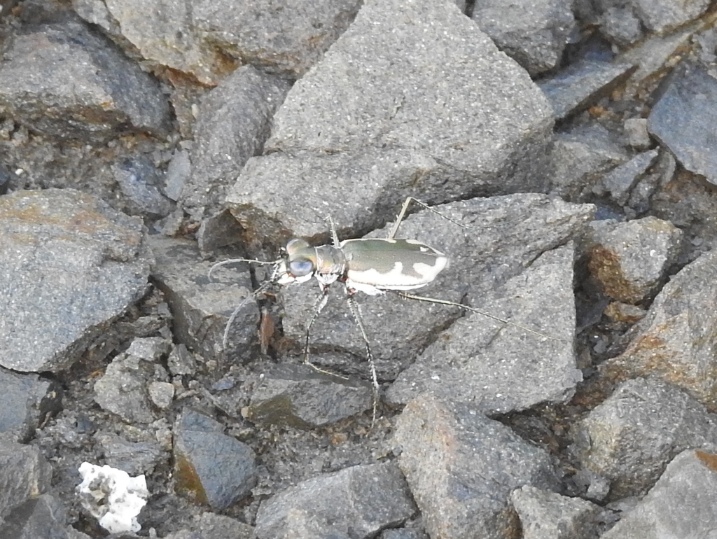 Eunota auraria