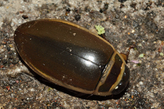 Dytiscus habilis