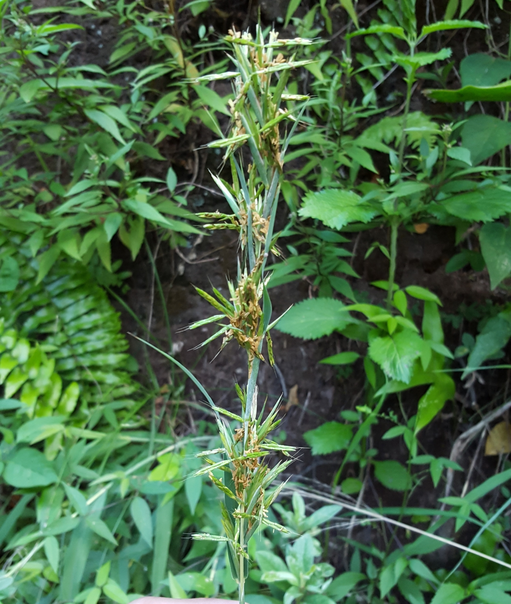 (c) François Rousseu, certains droits réservés (CC BY-NC) https://www.inaturalist.org/observations/89526264