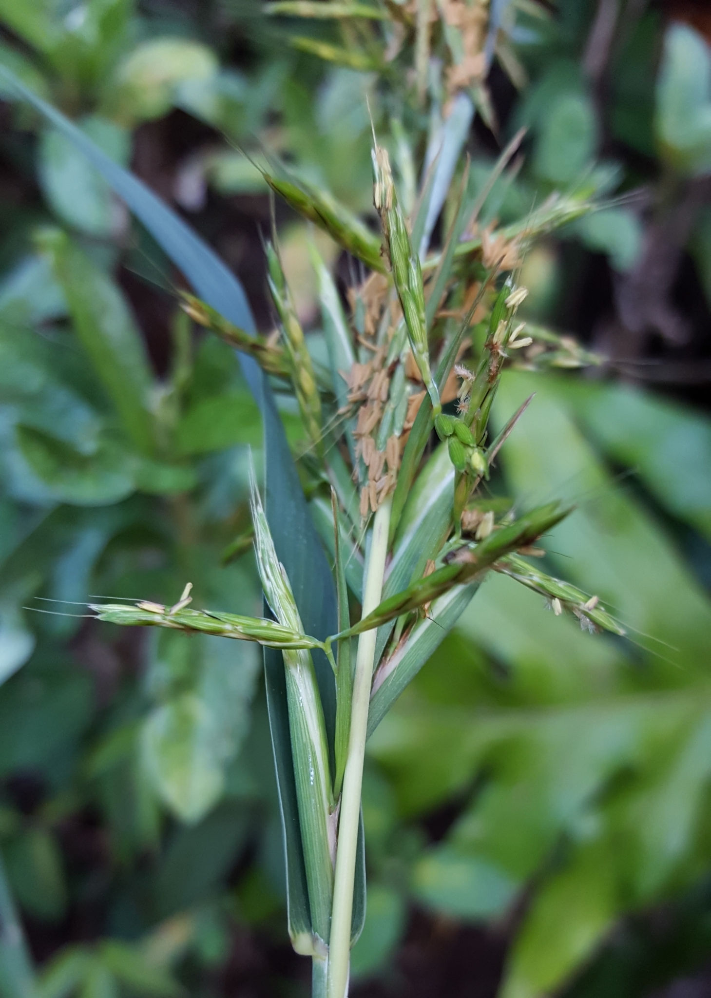 (c) François Rousseu, certains droits réservés (CC BY-NC) https://www.inaturalist.org/observations/89526264