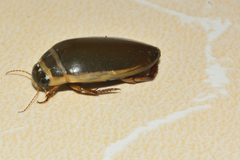 Dytiscus habilis