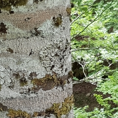 Ricasolia amplissima